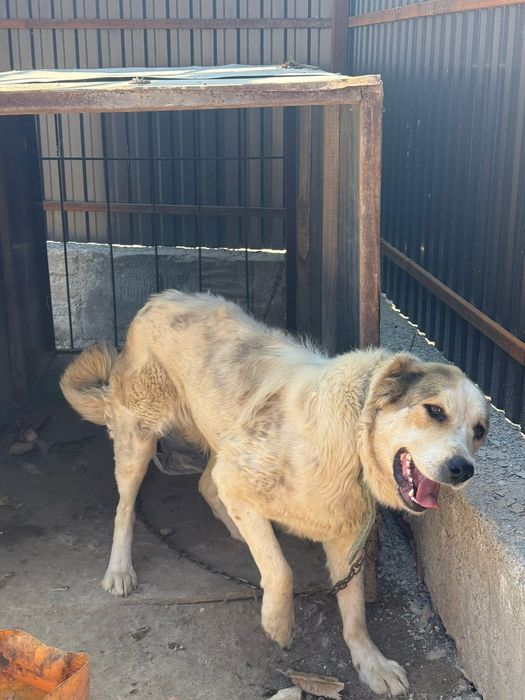 Продам Алабай девочка