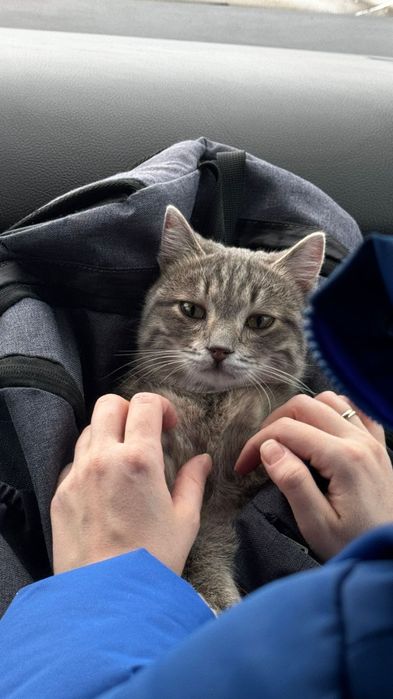 Отдам котёнка в добрые руки