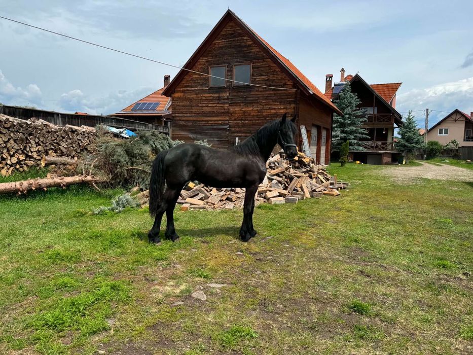 Manz frizian(frisian,friesian) 1 an si 2 luni