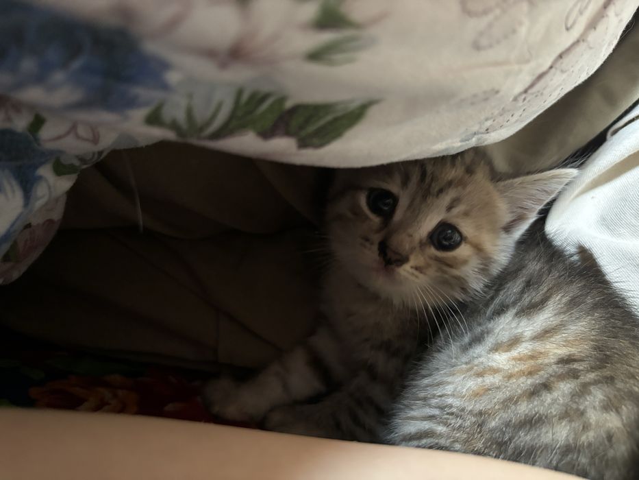Отдам котенка в хорошие руки девочка