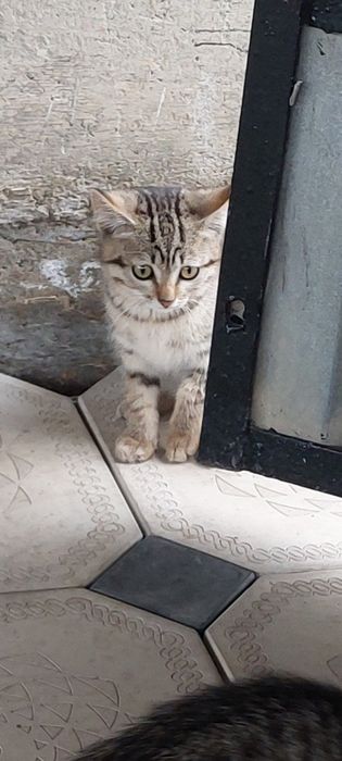 Отдам 2котят   и кошку