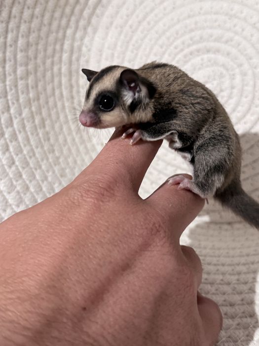 Sugar glider/ veveverita zburatoare puiuti