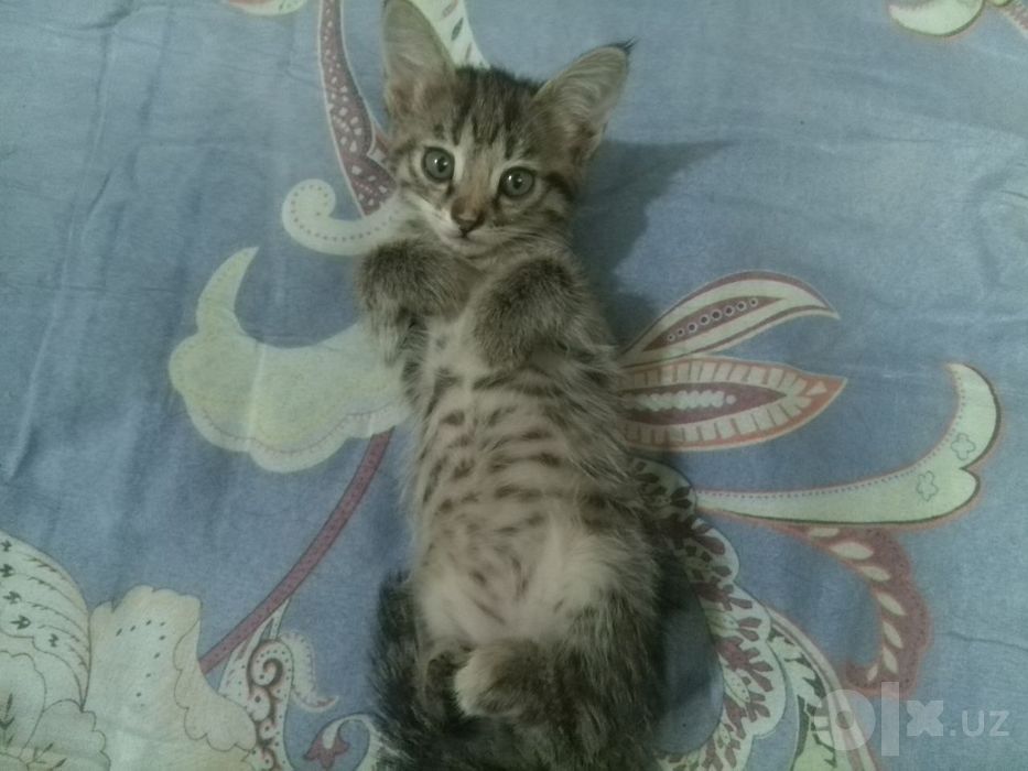 Отдаю котят в хорошие руки.