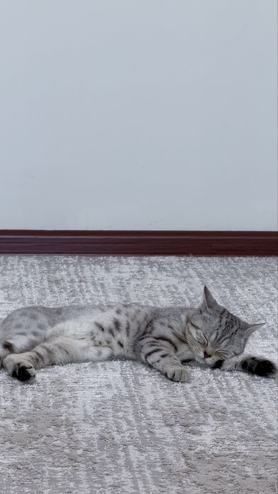 Шотландская прямоухая