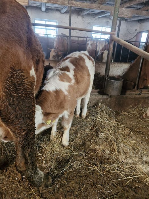 Vând 2 taurasi de 3 luni!