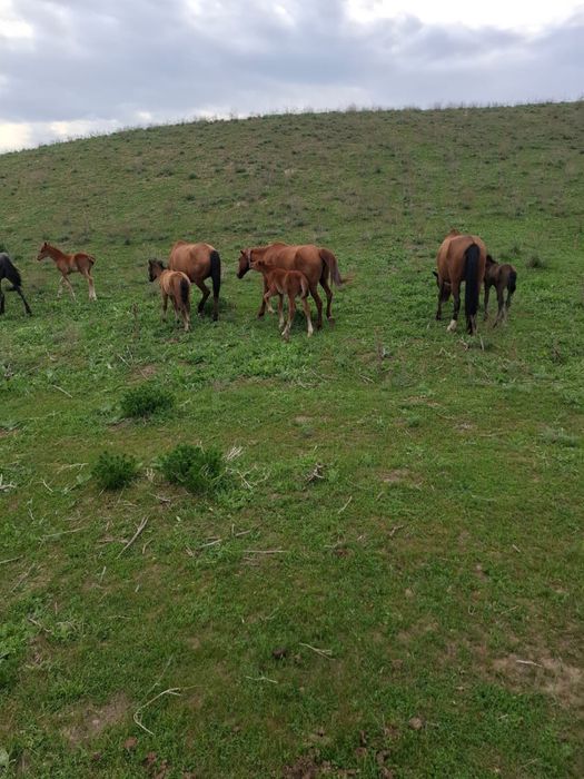 Құлынды бие сатылады