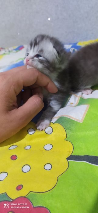 fold mushukchalarimiz sotiladi rasmdagi onasi dastafka bor