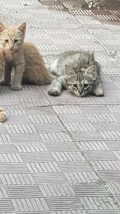 Отдам бесплатно котят