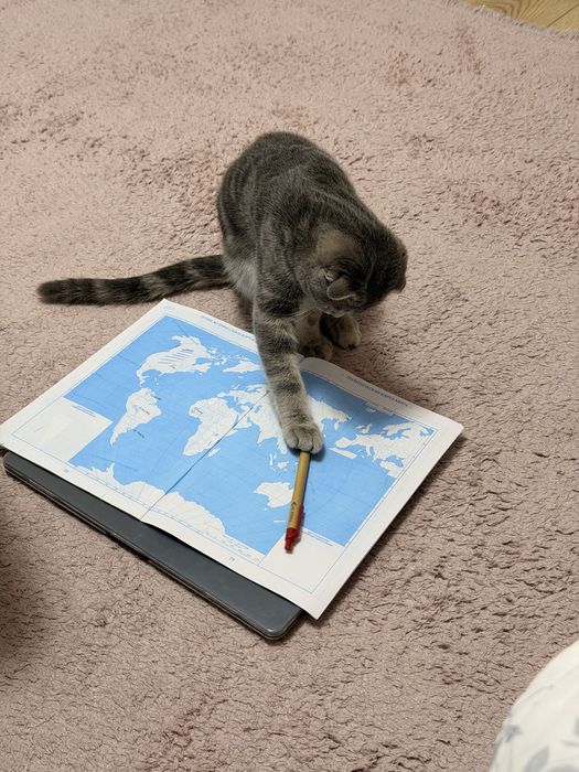 Продам шотландского вислоухого котика