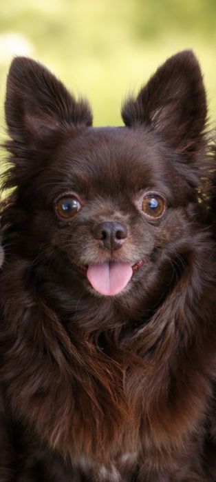 Щеночек чихуахуа