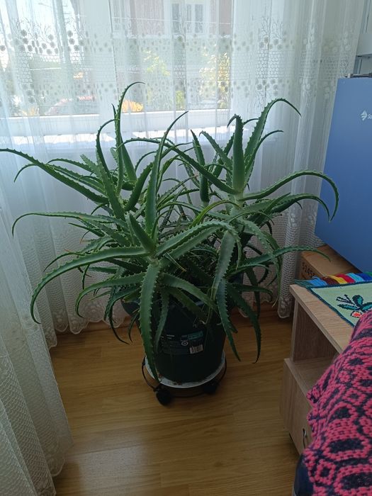 Vând aleo vera de 4 ani