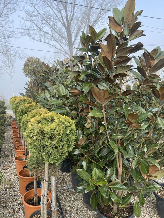 Magnolia Grandiflora