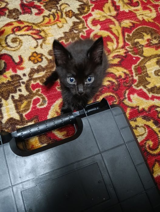 Дарю котят девочка и мальчик