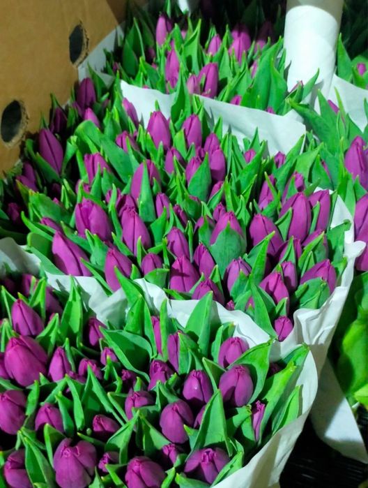 Тюльпаны оптом голландия в наличии