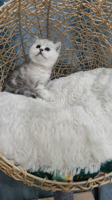 Продаётся девочка шотландская скоттиш-страйт окрас мрамор на серебре