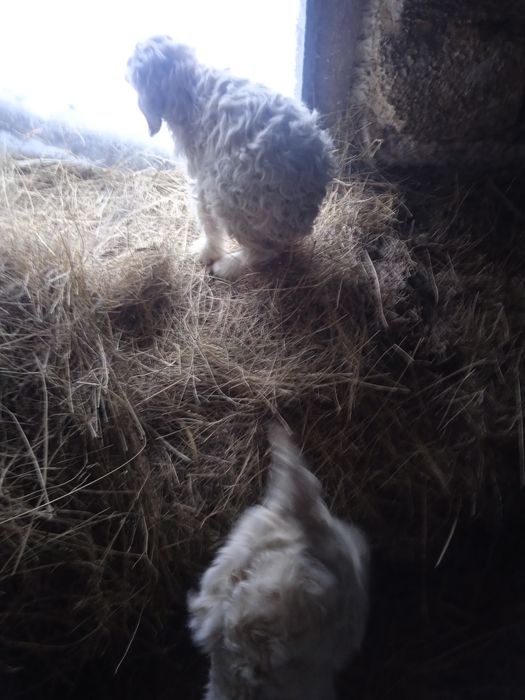 лақтар ешкі коза недорого