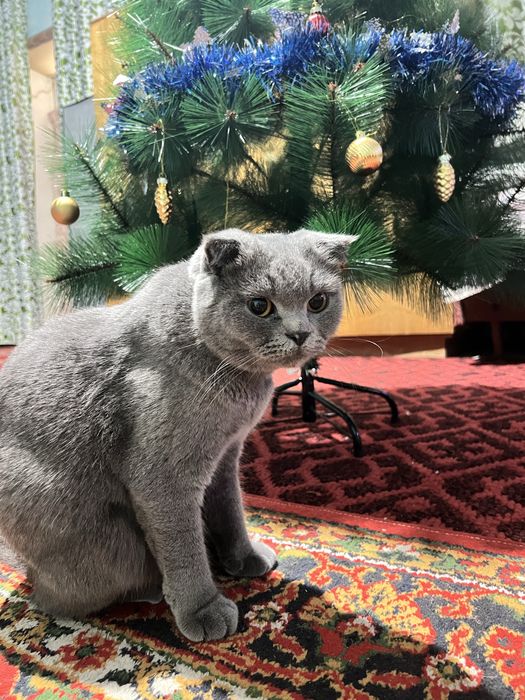 Мушук сотилади скотиш фолд
