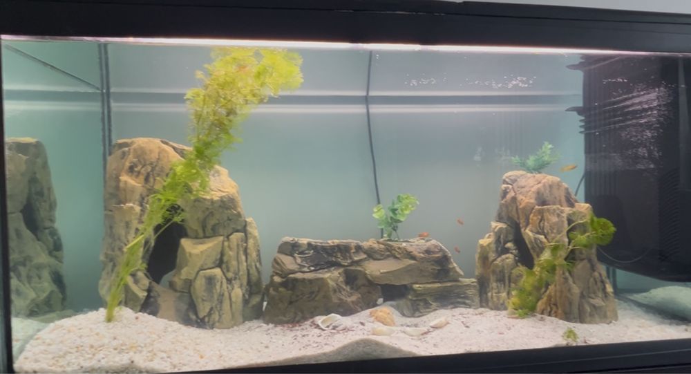 Acvariu Ferplast 250L complet echipat + duplap, pesti,plante accesorii