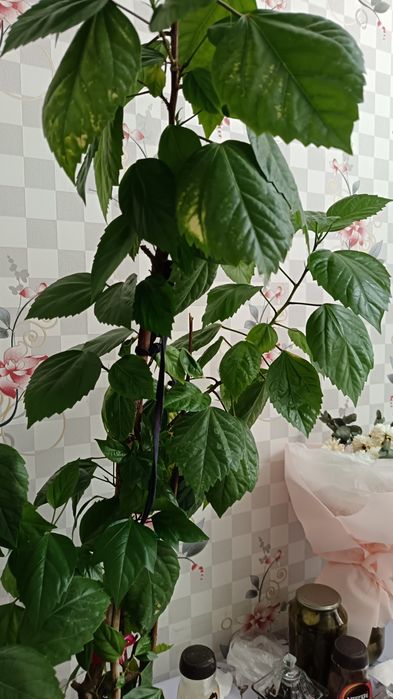 Комнатные цветы Роза