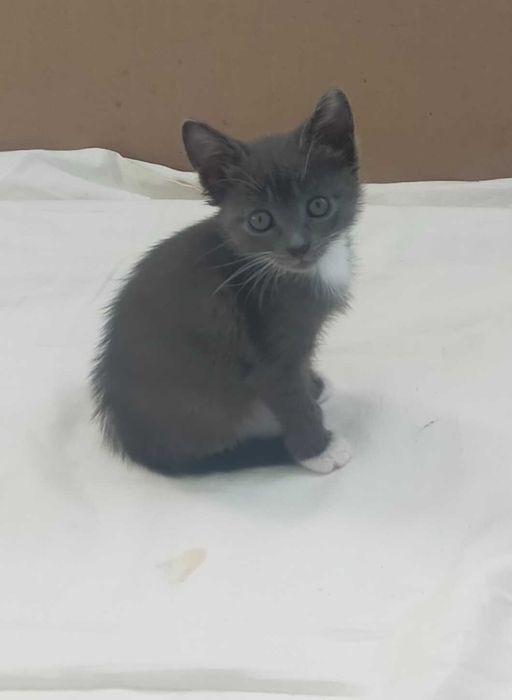 Бесплатно дарим котят