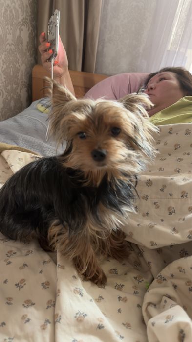 Отдам собаку Йорк , 6 лет