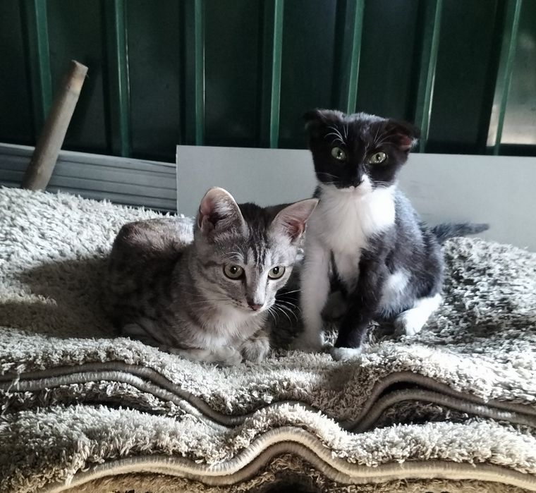 Отдам два котенка, мальчик и девочка