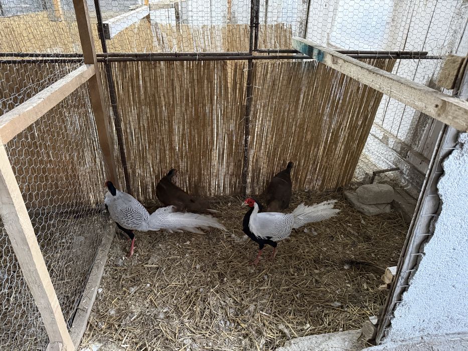 Vand fazani argintii maturi