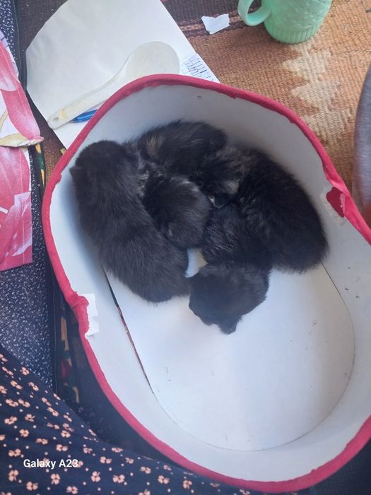 Кошки продаётся.