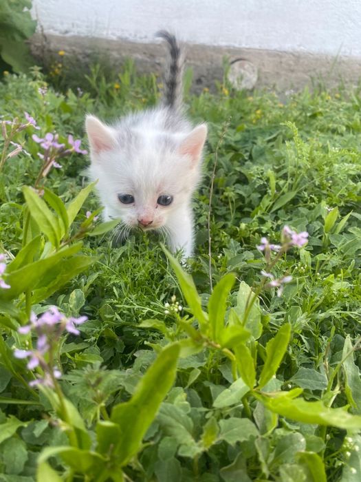Котёнок-мальчик ищет свой дом!