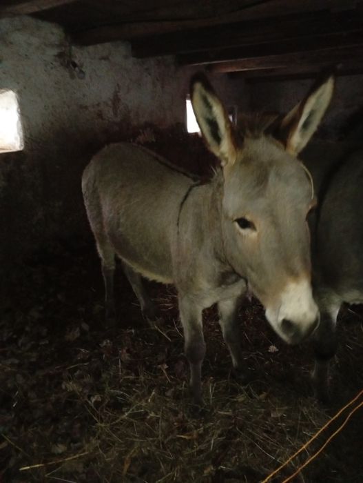Vând  măgar de 2 ani