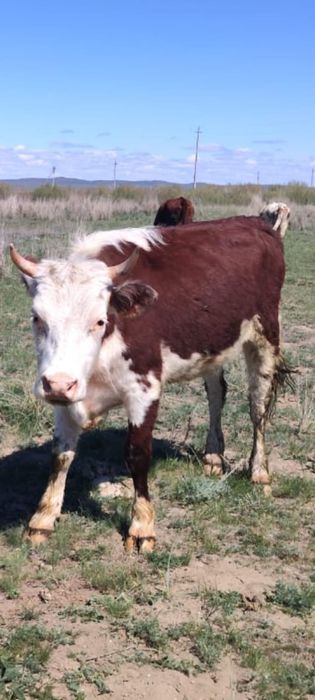 2 годовая тёлка срочно