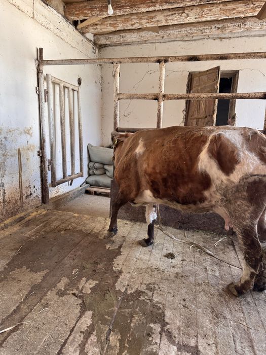 Қоңыр Ала Бордақы жемде тұрған