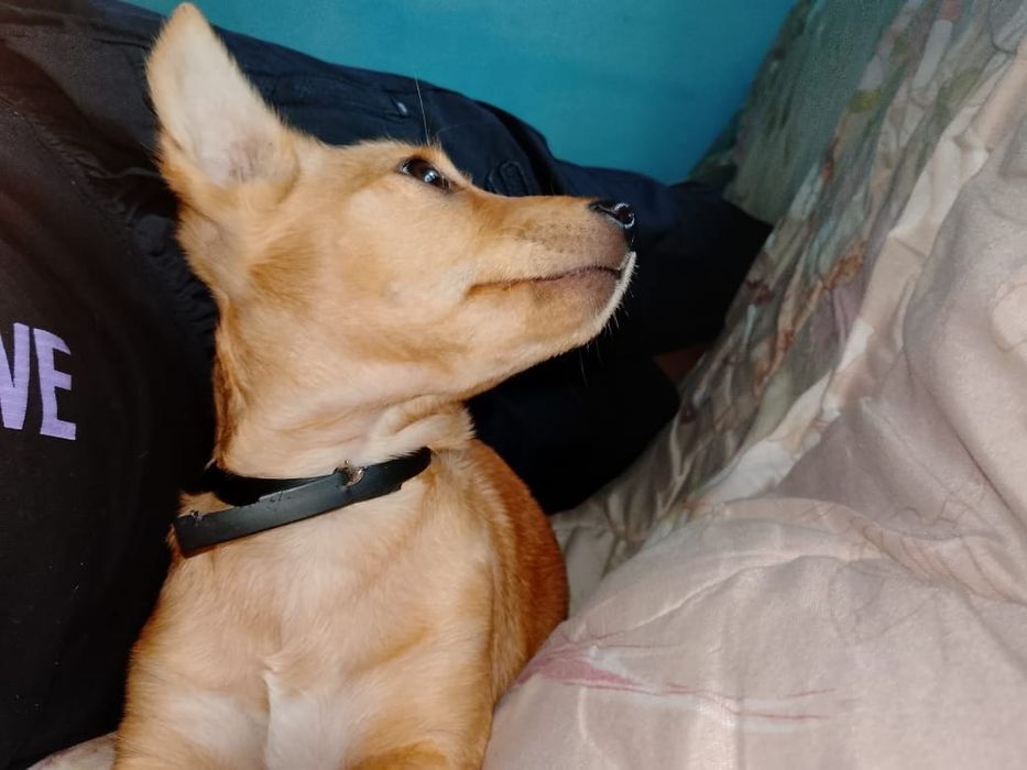 Сабачка Оситина!