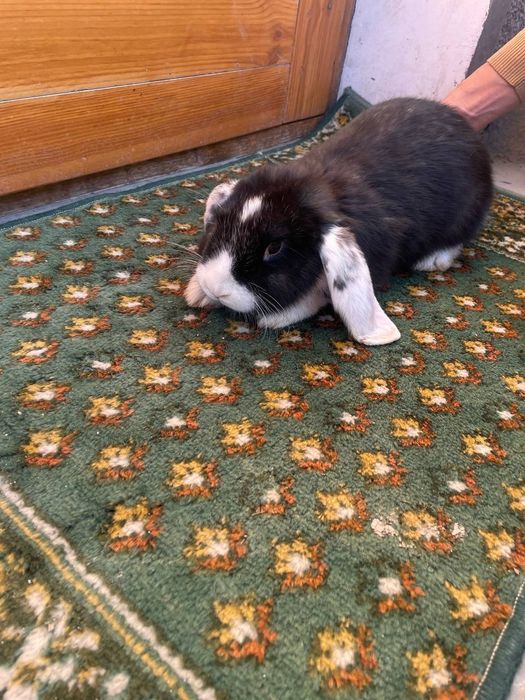 Zotli Quyon sotiladi.