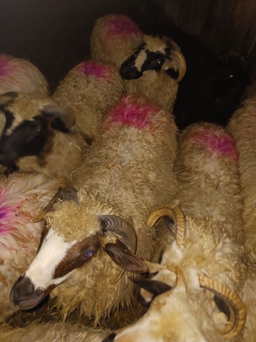 Vand 14 miei in jur de 20-30 de kg