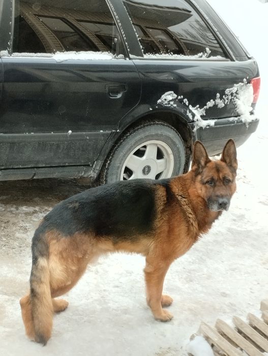 Немецкая овчарка.кобель.