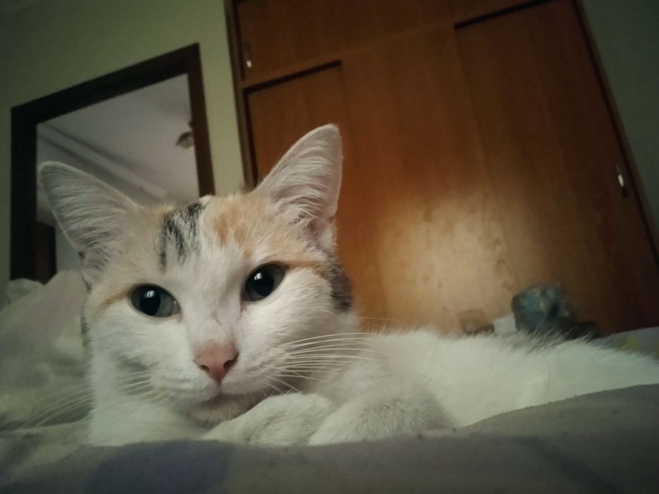 Кошка очень чистая домашняя.