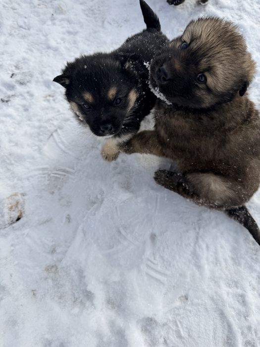 Щенки добрые и ласковые