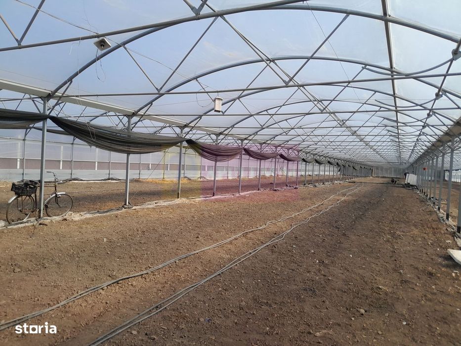 Vanzare Teren 3100 Mp - Sat Rosiori (Il)