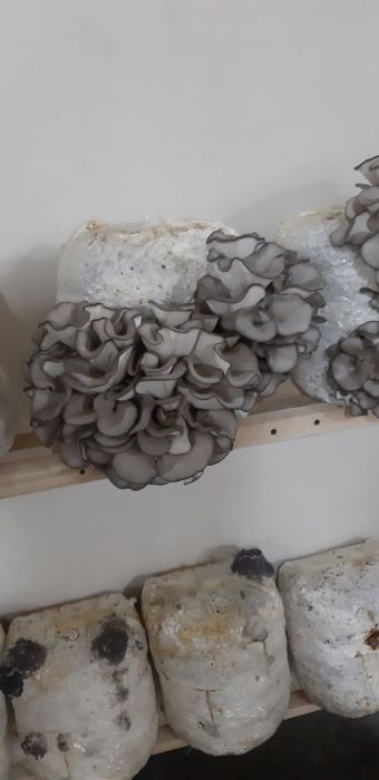 Вешенка уруглари