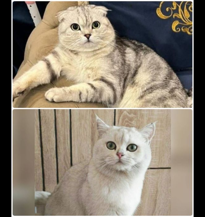 (Вязка) Vyazka xizmati arzon narxda Scottish fold