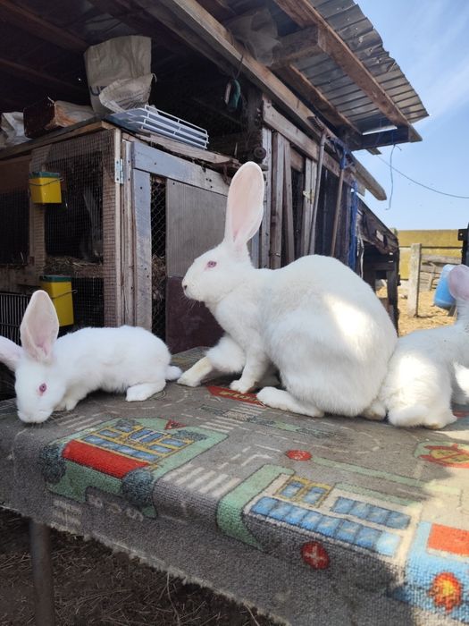 Vând cușcă și iepuri