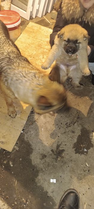 Овчарканың күшіктерін сатамын,  1.5 айлық