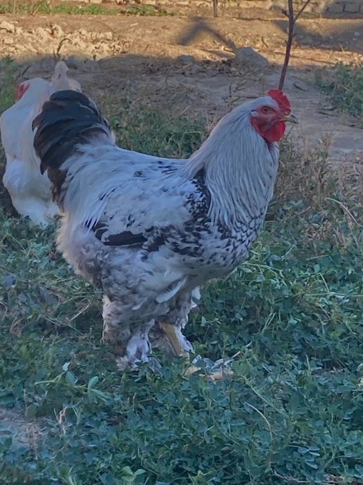 Xoʻroz sotiladi 1,5 yosh