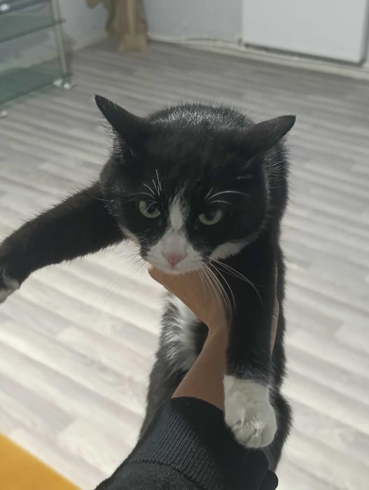 Черно белая кошка