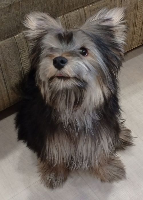 Йоркширский терьер