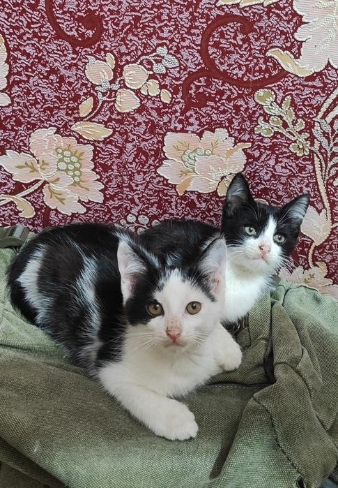 Котята 2 месяца. Мальчики.