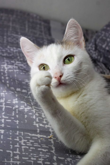 Отдам в добрые руки