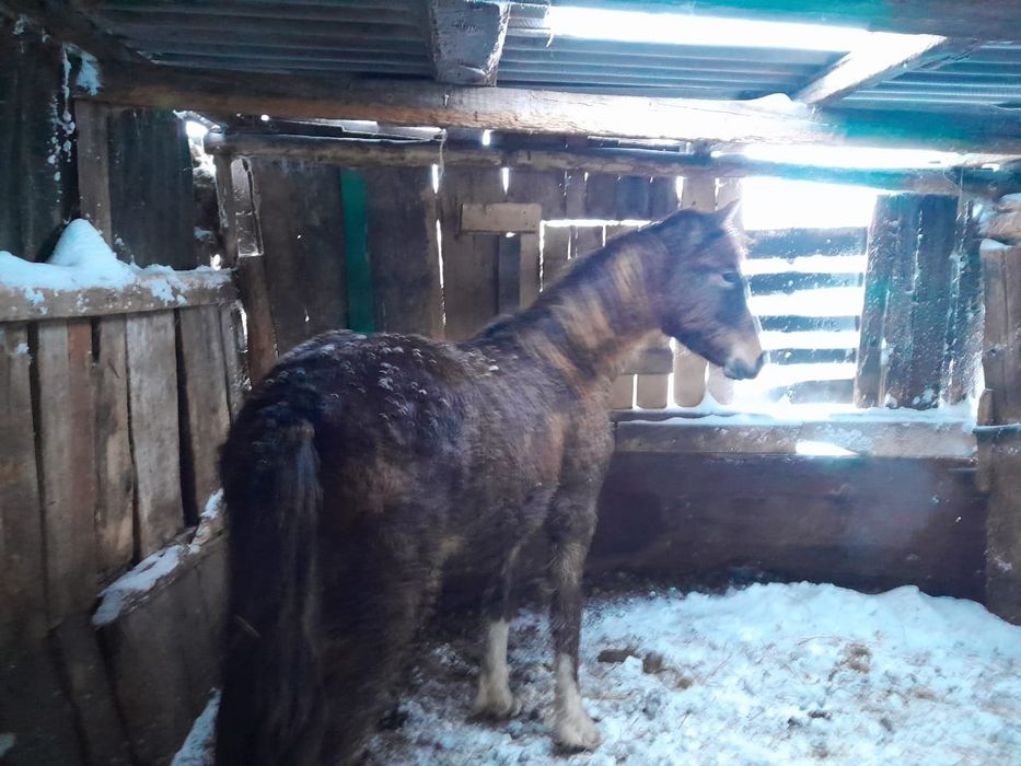 Продам соғым село Молодежное