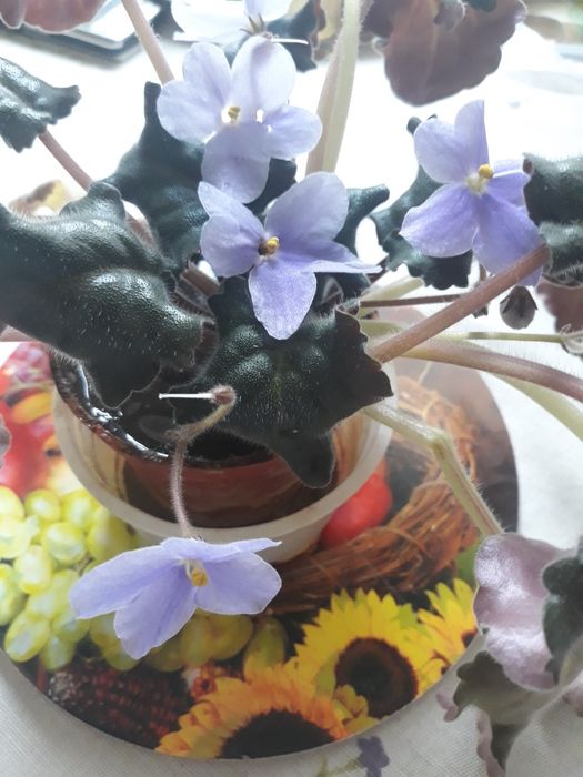 Фиалки розовые,голубые, малиновые